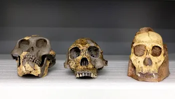Leagănul civilizației, aparent mai vechi decât se știe: fosile umane, nou descoperite, dau istoria peste cap