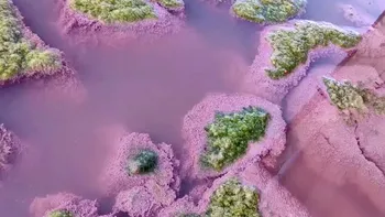 VIDEO Lacul Techirghiol a devenit roz: care este explicația fenomenului
