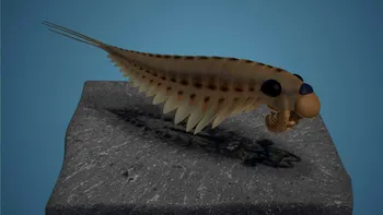 Au fost descoperite fosile vechi de 500 de milioane de ani, cu trei ochi și creier vizibil
