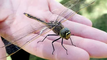 S-ar putea să te gândești de două ori înainte să ucizi o insectă: ce trăsătură profund umană ar avea