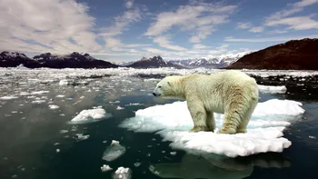 Legătura dintre durata de viață a unui animal și schimbările climatice: care sunt speciile vulnerabile