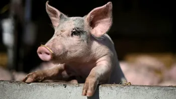 Oamenii de știință, cu un pas mai aproape de „învierea morților”: ce experiment au făcut pe porci și le-a reușit