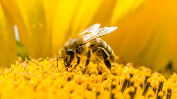 Cum „își bat oamenii cuie în talpă”: efectul domino al pesticidelor, la albine
