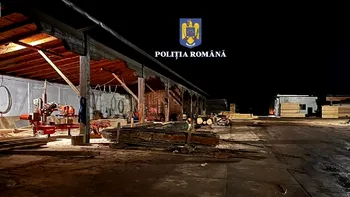Descinderi în forță la mafia lemnului din România. Percheziții în aproape jumătate din țară