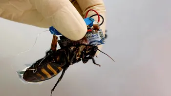 Gândacii roboți sunt aici și ne vor ajuta în caz de dezastre naturale: ce explică cercetătorii