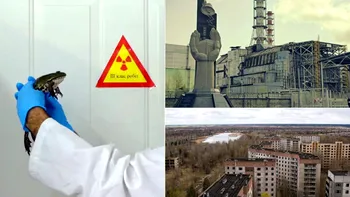 Broasca neagră descoperită la Cernobîl dezvăluie cum ar putea oamenii să supraviețuiască radiațiilor nucleare
