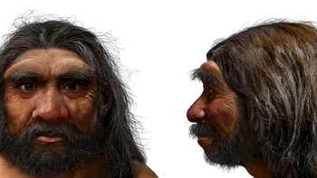 Adevărata familie Flintstones: structura familiei Neanderthal a fost dezvăluită pentru prima dată de cercetători