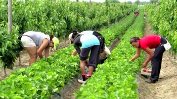 Vestea bună pentru micii agricultori din România, o mână de ajutor de la statul român: ce este Casa de Comerț