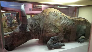 Un bizon care a trăit acum 50.000 de ani, descoperit de oamenii de știință: ce au făcut cu el