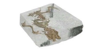 Fosila unei șopârle care a trăit printre dinozauri, găsită după 166 de milioane de ani: unde a fost descoperită