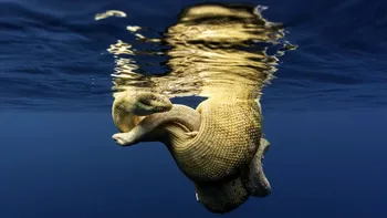 FOTO Cele mai frumoase fotografii subacvatice din lume: Ocean Photographer Of The Year și-a desemnat câștigătorii de anul acesta