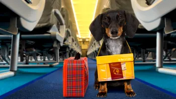 Ce este pașaportul pentru animalele de companie: de unde îl obții, ce trebuie să conțină