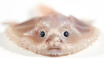 Creaturi bizare descoperite în ape neexplorate uimesc lumea științifică. De la ființe adorabile, la monștri de coșmar