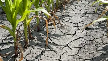 Situație gravă în România. Peste un milion de hectare au fost distruse de secetă