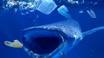 Balenele înghit în fiecare zi zece milioane de particule de microplastic: cum le afectează sănătatea