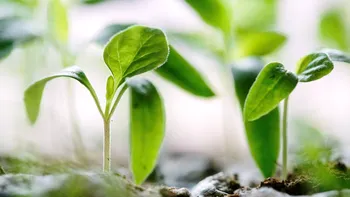 În curând, nu vom mai avea ce mânca: plantele, afectate de nivelul crescut de dioxid de carbon din atmosferă