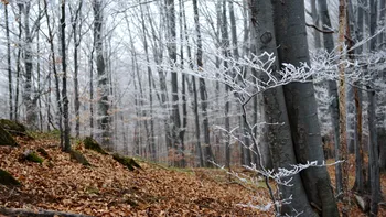 „Pădurea de Argint” din România și fenomenele ei paranormale