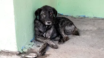 Amendă de 10.000 de lei în România: dacă ești iubitor de animale, regulile sunt aspre. Riști chiar pușcăria