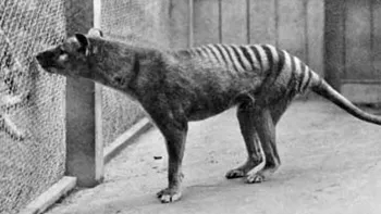 Ce e mai rămas din ultimul tigrul tasmanian: o grămadă de oase. Extincția acestei specii, provocată de om