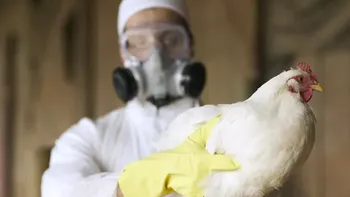 Crește numărul țărilor care înregistrează cazuri de gripă aviară la oameni. Epidemia a oprit exporturile