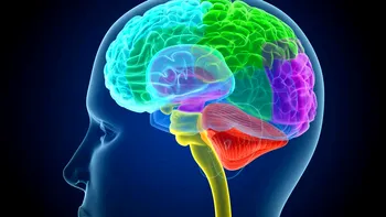 O nouă descoperire în medicină. Structura anatomică necunoscută din creierul oamenilor