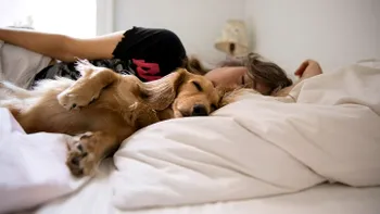 De ce nu ar trebui să mai dormi cu animalul tău de companie în pat: studiul care  te va supăra, dacă ești iubitor de căței și pisici