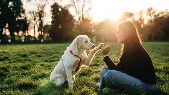 Sunt câinii dreptaci sau stângaci? Ce spune știința, ce s-a descoperit, cum îi afectează