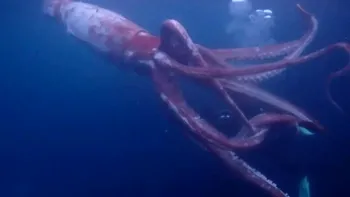 VIDEO Calmar uriaș, descoperit în Japonia: ce particularități are acest „animal fantastic”