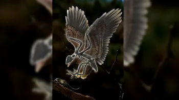 Evoluția lucrează în moduri misterioase: s-a descoperit o fosilă de pasăre cu capul ca al lui T-Rex