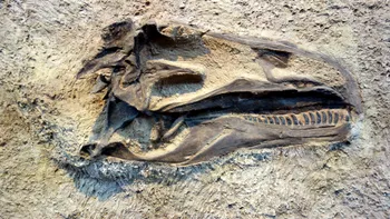 Cum au descoperit oamenii fosilele de dinozauri: cercetătorii nu știau ce sunt, la început