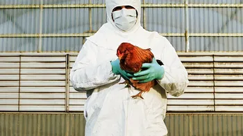 Gripa aviară se extinde în noi colțuri ale globului. Pericol de epidemie