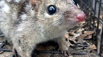Animalul adorabil care moare de la atâta dragoste. Ce se întamplă cu acesta după ce se împerechează