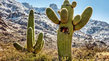 Cactușii trăiesc bine-mersi în Alpi: cât de gravă e încălzirea globală