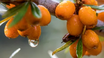 Fructul românesc care a devenit super aliment pentru străini: calitățile care l-au transformat într-o mină de aur pentru cultivatori