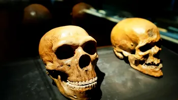 Cum ne ajută inteligența artificială să înțelegem cine suntem și de unde venim: cu ce sunt diferiți asiaticii față de restul pământenilor