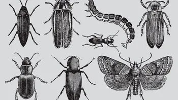 O nouă insectă a fost descoperită recent în România: ce spun oamenii de știință ieșeni despre aceasta
