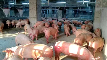 Porcii sunt crescuți “la înălțime”, în China: metoda inovatoare a fermelor la verticală