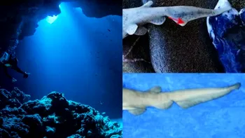 Misterul fotografiei care a împărțit lumea științifică. „Fosila vie” ar fi reapărut pe plajă sub privirile trecătorilor