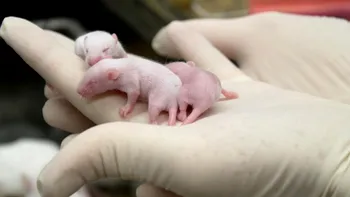 Premieră în lumea științei. Primele animale care s-au născut din doi tați. Se poate și la oameni?