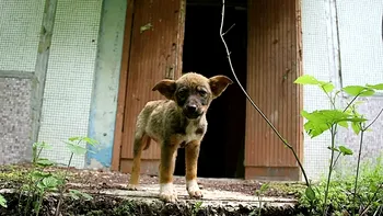 Câinii de la Cernobîl, diferiți față de cei care locuiesc în alte zone ale globului: schimbări majore în ADN