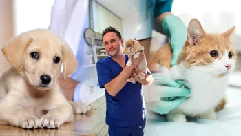 INTERVIU Cum ai grijă de un animal de companie, un câine, o pisică: la ce trebuie să fii atent, cu Dr. veterinar Marius Leșu