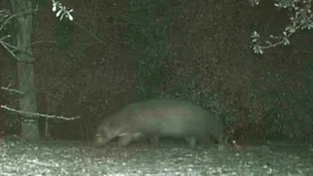 Creatura stranie, imortalizată din întâmplare: nimeni nu știe ce animal este