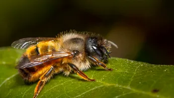 Cele mai periculoase insecte din România