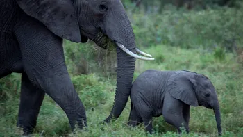 Ziua Pământului 2023 la Disney+ și National Geographic - cum este celebrată planeta la TV