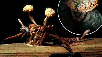 Primul caz din lume de infecție fungică la oameni stârnește îngrijorarea: scenariul din The Last of Us, realitate?
