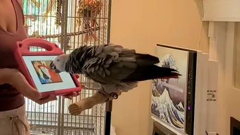 VIDEO Papagalii de companie au învățat să se sune cu video între ei, pentru a preveni singurătatea