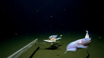 Locul unde n-ai spune că poate exista viață: la ce adâncime a fost descoperită o specie de pește