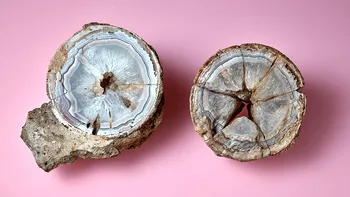 O rocă de agat, expusă la un muzeu, nu este ceea ce părea a fi: ce au descoperit oamenii de știință