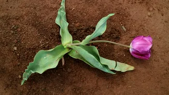 Plantele simt stresul aproape la fel ca noi și „plâng” atunci când suferă: descoperirea oamenilor de știință
