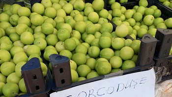 Cât a ajuns să coste un kilogram de corcodușe în București. Sunt puțin mai ieftine decât cireșele